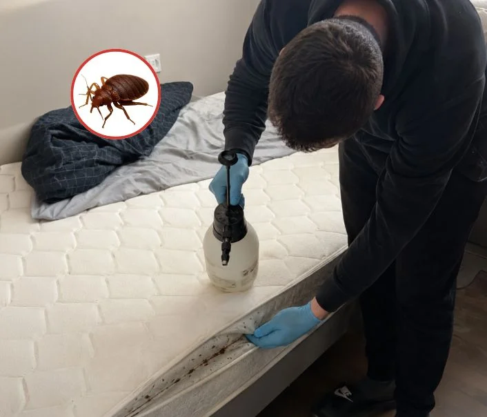 Technicien traitant un matelas contre les punaises de lit à Noisy-le-Roi